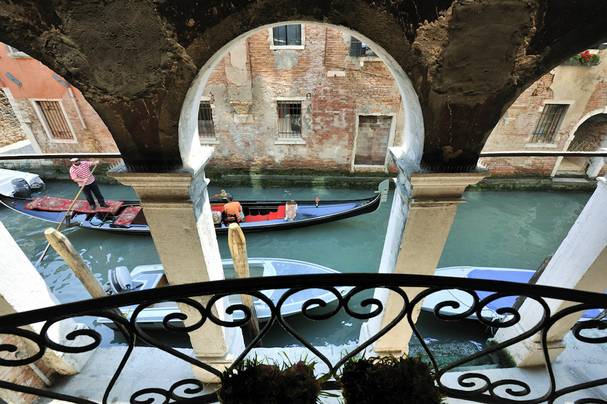 Red Rose Venecia
